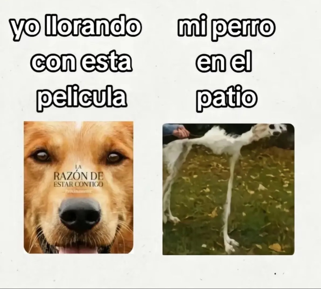 No tengo perro pero que opinan ustedes? - meme