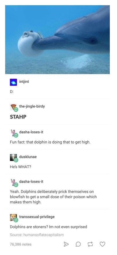Dolphin's are like Smart Fake Fish - meme
