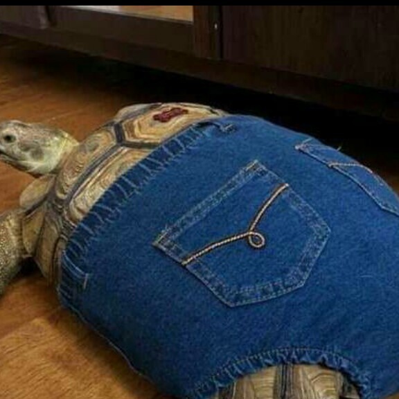 Tartaruga de jeans fodase - meme