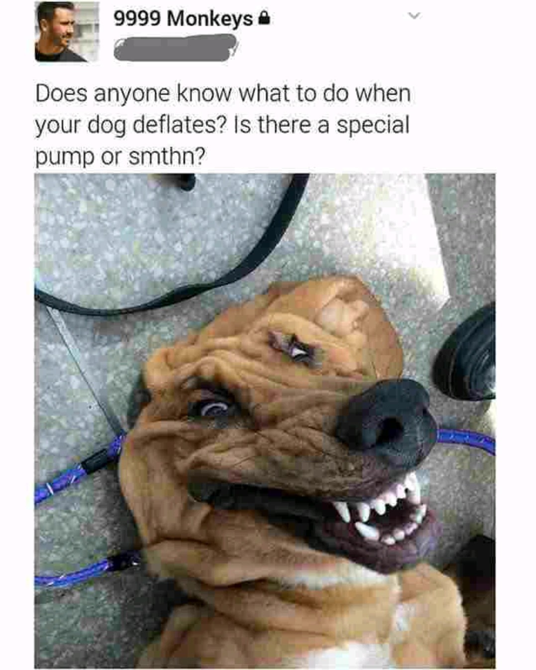 Deflated doggo - meme