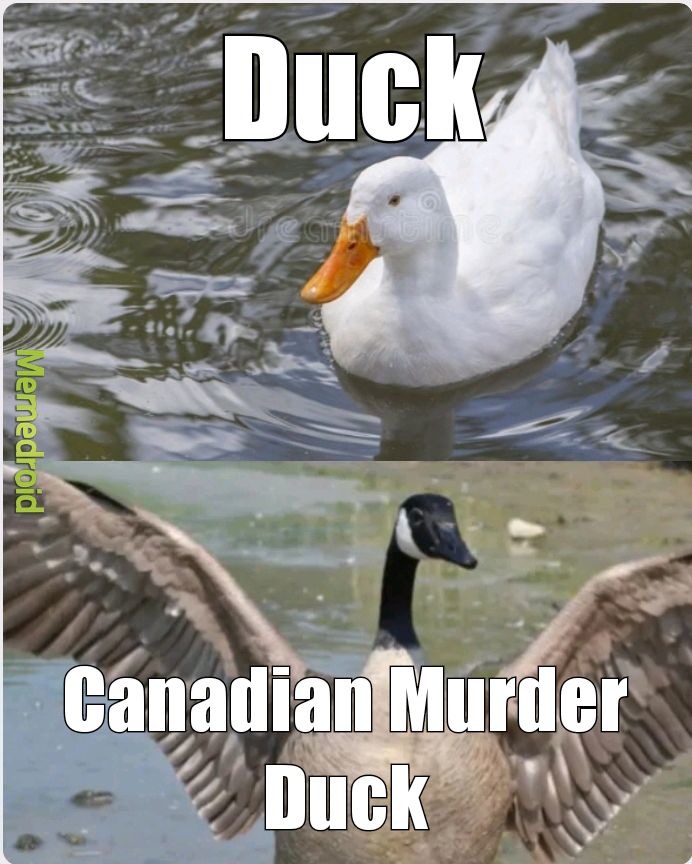 Canadian Murder Duck - meme