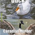 Canadian Murder Duck