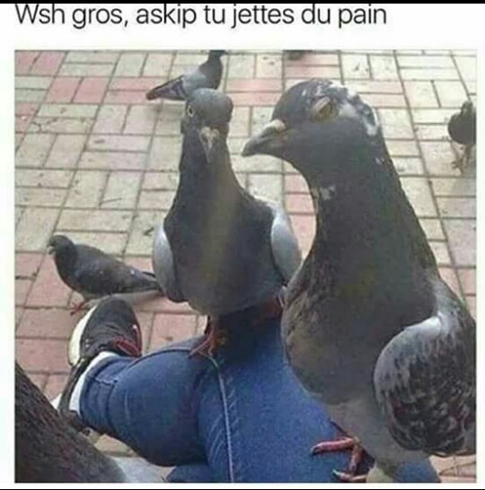 Pigeons thugs - meme