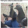 Pigeons thugs