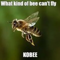 What kind of bee can't fly
