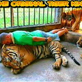 Tiger King but straight.