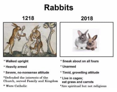 Boing boing Bunny rabbit - meme