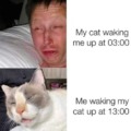 cat napping meme
