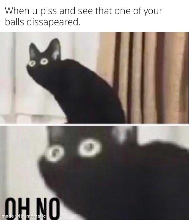 The best cat memes