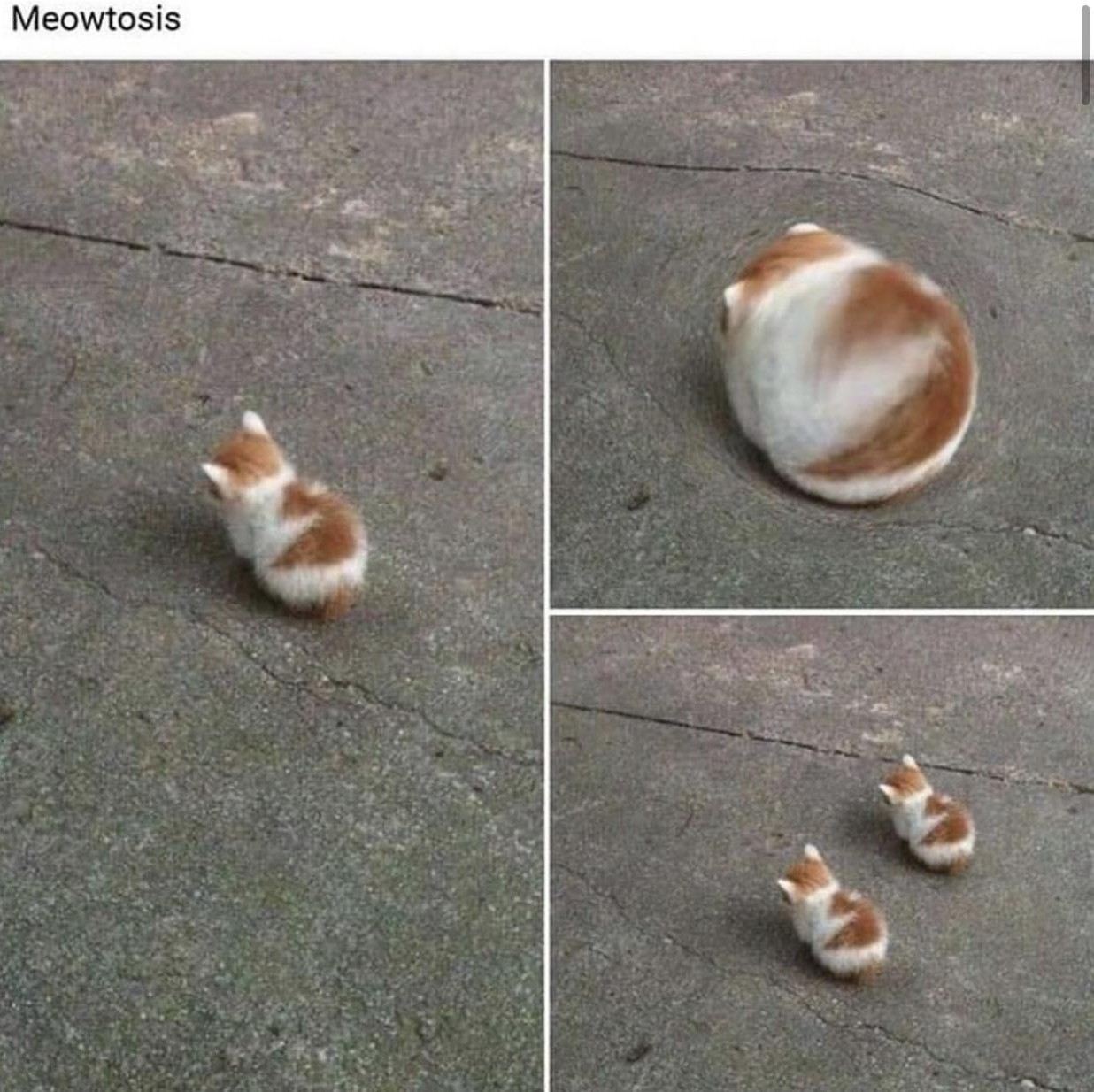 Meowtosis - meme