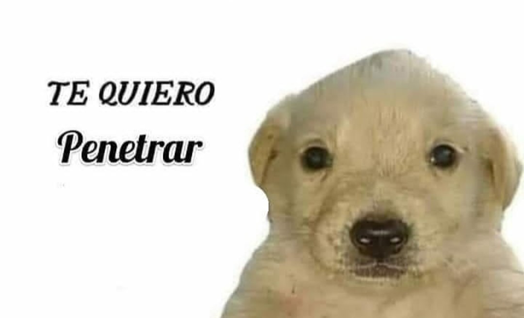 Perro - meme 