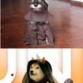 El perro monje, usé una imagen del blog de Memedroid