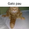 Gato