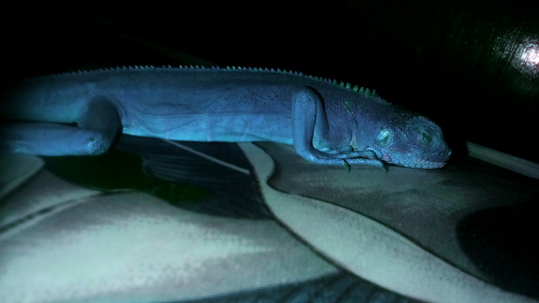 El gecko azul lo contagió - meme