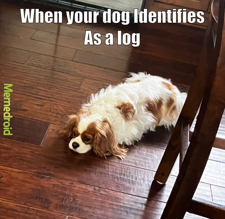log dog - meme