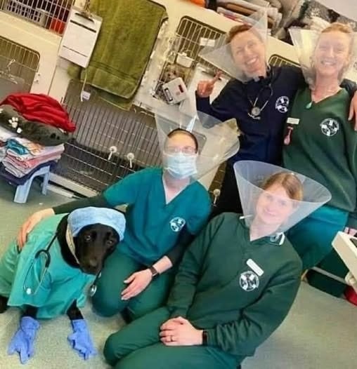 Perro veterinario - meme