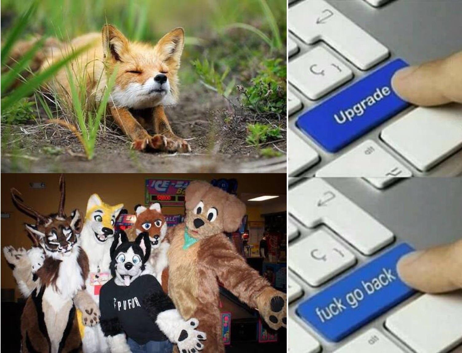 Fucking furries - meme