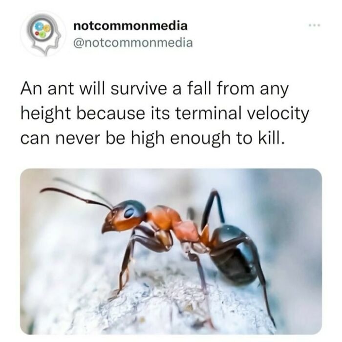 Weapon idea: Ant cannon - meme