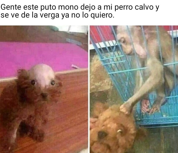 Pobre puppy - meme