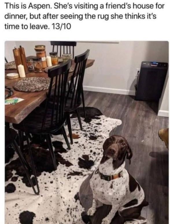 Aspen saw the rug and said nope - meme
