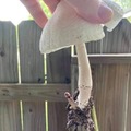 Erect Mushroom