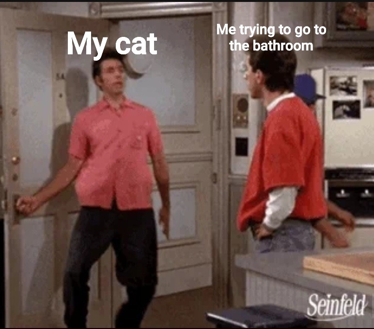 Cat meme