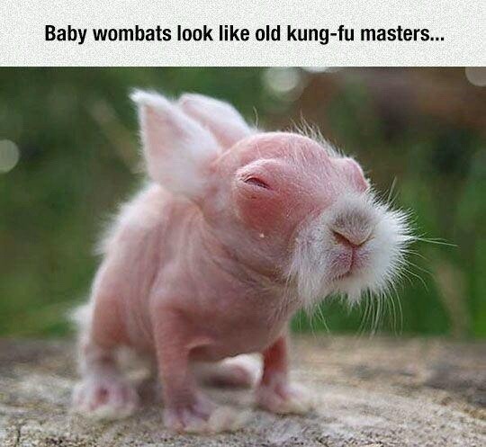 baby wombats look like they trained Bruce Lee - meme