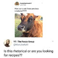 Cow recipes