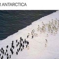 war of Antarctica(black vs white)