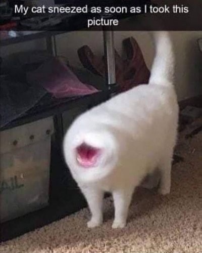 Cat sneeze - meme