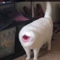 Cat sneeze