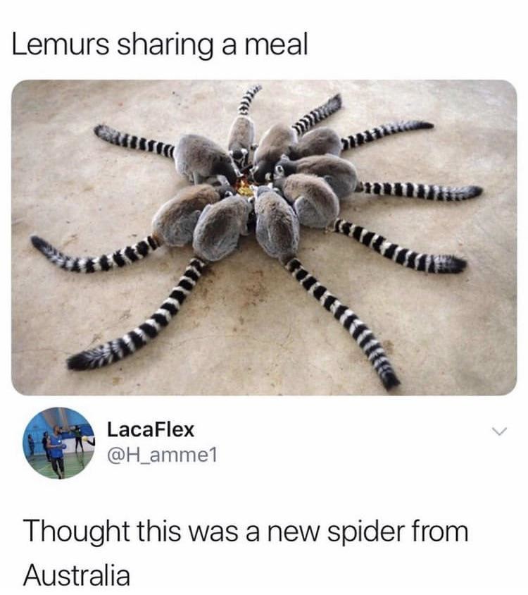 spiders got 8 legs dumbo - meme