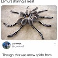 spiders got 8 legs dumbo