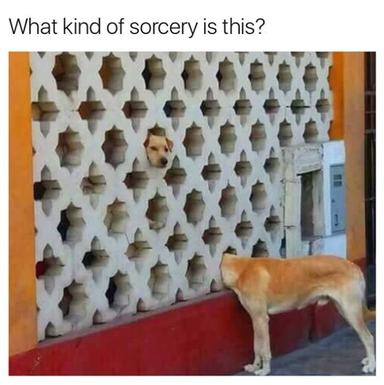 Dog sorcery - meme