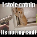 Kitten Criminal