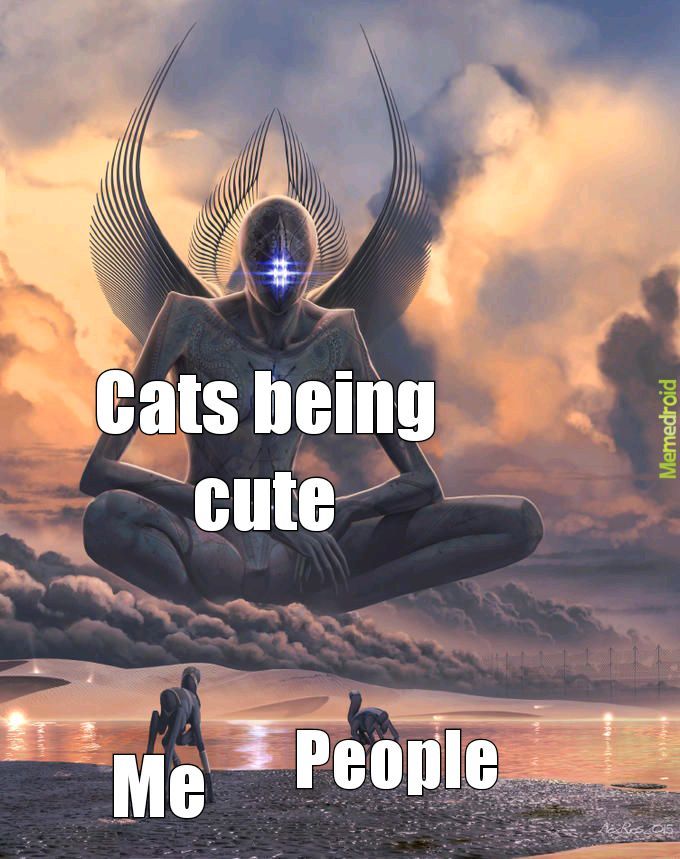 Another cat meme