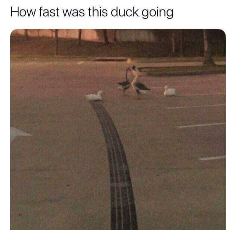 That's way too ducking fast - meme