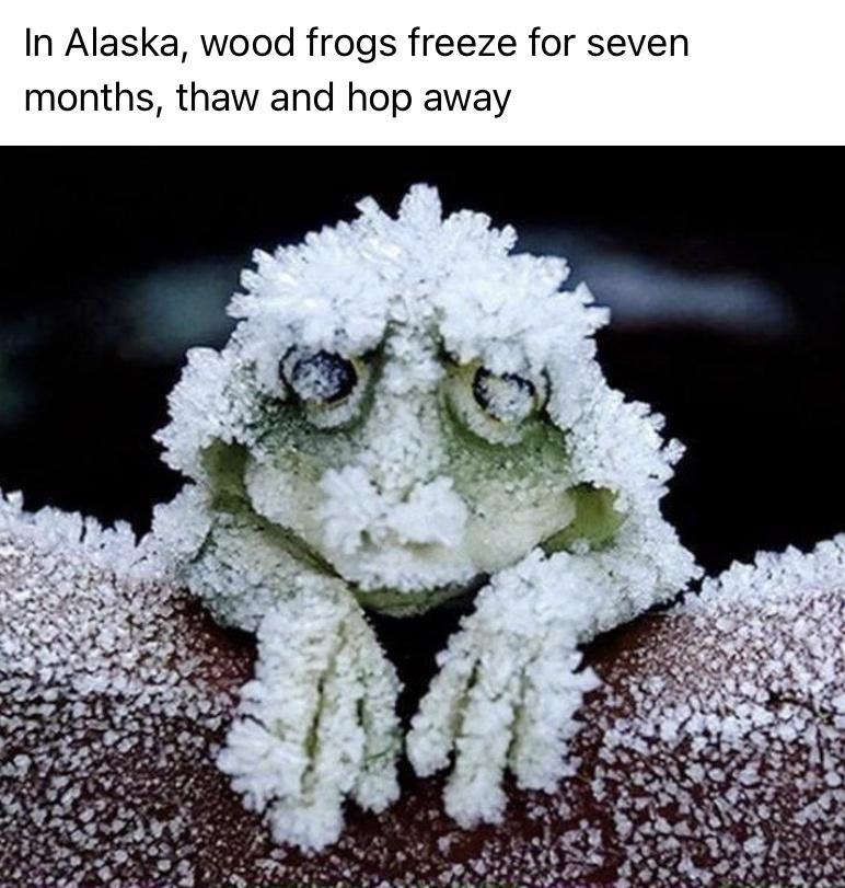 Wood frogs - meme