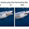 How do sharks play the harmonica?