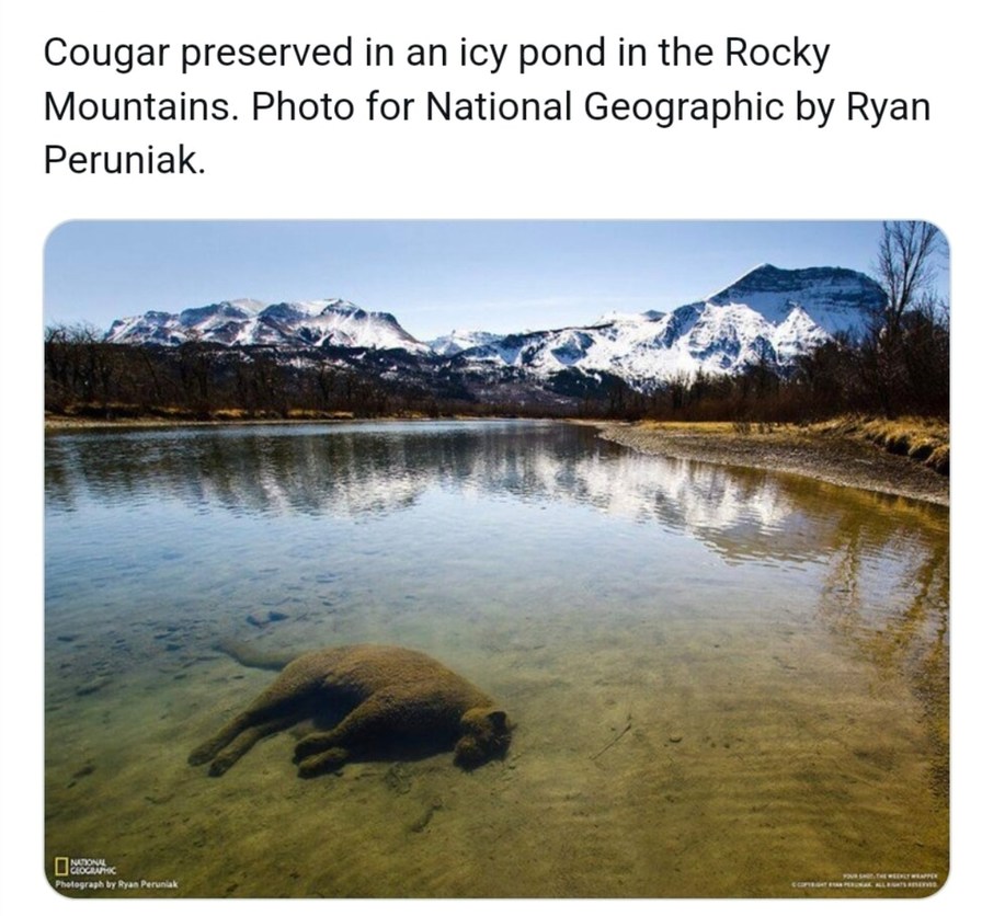 This cougar frozen in time looks like it’s plotting revenge - meme