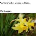 Plant niggas