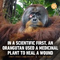 Orangutan self medication