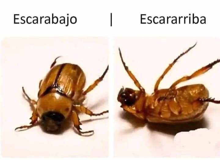 Escarabajo - meme
