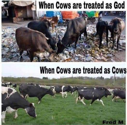 Cow - meme
