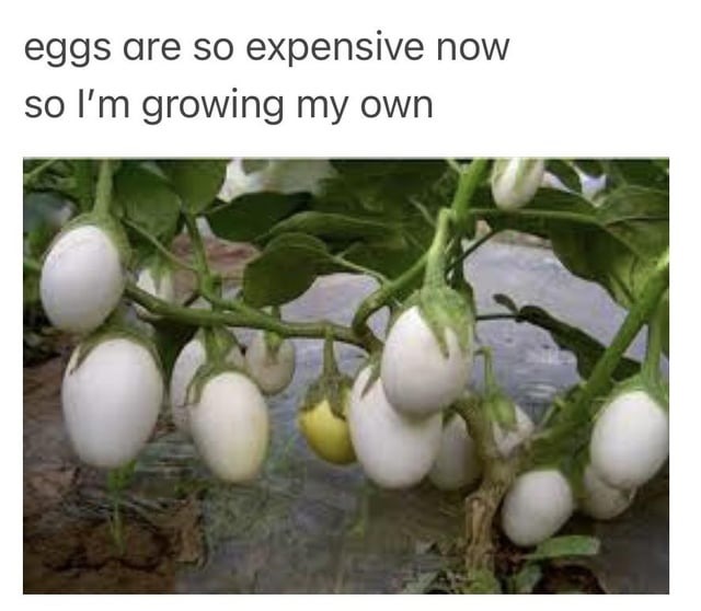 Growing my own eggs - meme