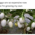 Growing my own eggs