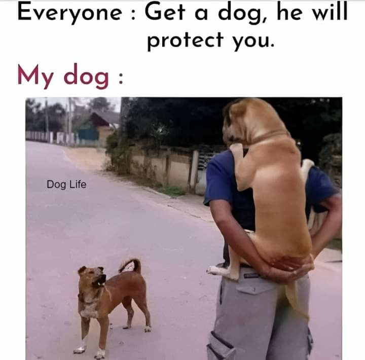 Remember the dog from down left ? - meme
