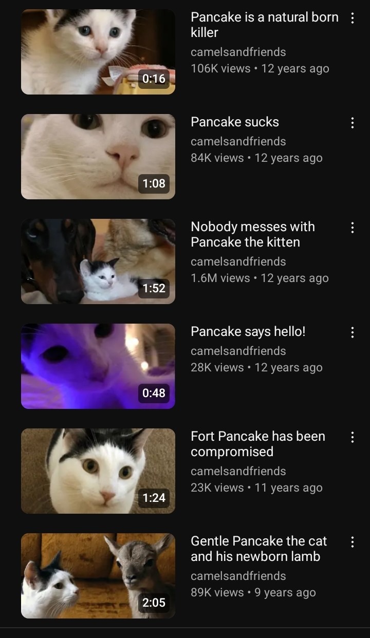 Pancake the Kitten! - meme