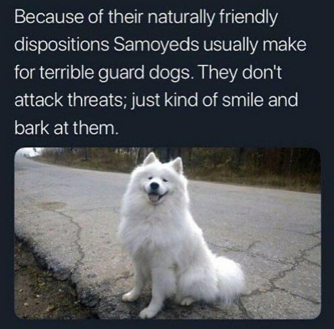 Bad guard doggo, but good doggo - meme