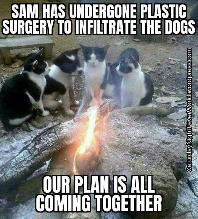 Cat infiltrates the dogs - meme